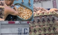 Dân mạng xôn xao clip trứng gà nở ngay trên xe tải vì trời quá nóng