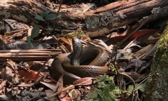 Chuyện chưa kể về “thung lũng rắn” trên dãy Hoàng Liên Sơn