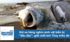 Video: Xót xa hàng nghìn sinh vật biển bị 