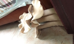 Nấm 