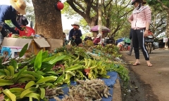 Chợ lan rừng nhộn nhịp 