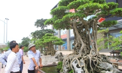 Sững sờ trước vẻ đẹp của hàng nghìn cây cảnh tiền tỷ tại Hà Nội