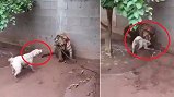 Video: Chó hung hăng dọa nạt bị hổ ngoạm đầu dằn mặt