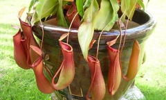 Hà Nội: 4 quận, huyện có chỉ số côn trùng sốt xuất huyết cao vượt ngưỡng