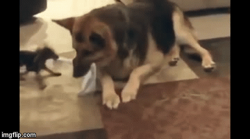 Video: Chihuahua liều mình 