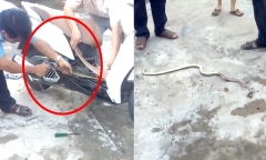 Video: Rắn dài hơn 1m nằm gọn bên trong xe máy tay ga