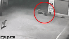 Video: Xúc động bầy chó hoang cứu bé sơ sinh khi bị mẹ vứt xuống cống 
