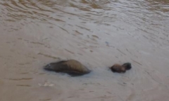 ADB hỗ trợ khẩn cấp 2 triệu USD giúp Việt Nam khắc phục hậu quả bão lũ