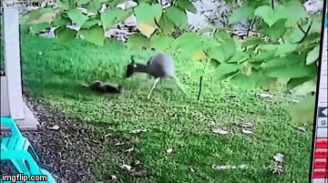 Video: Nai