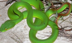 Hoảng hốt phát hiện 2 con rắn lục đuôi đỏ bò vào nhà