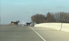 Kinh hoàng cảnh đàn hươu nối đuôi nhau nhảy cầu tự tử