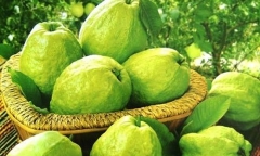 Những sai lầm cực nguy hiểm khi ăn ổi cần loại bỏ ngay tránh rước họa vào thân