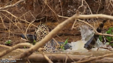 Video: Kinh hãi cảnh báo đốm Nam Mỹ ngoạn chặt cổ cá sấu caiman