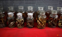 Làng rắn Trung Quốc 
