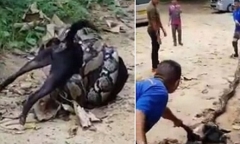 Video: Chú chó bị trăn lớn siết chặt may mắn được người dân giải cứu