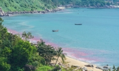 Xác minh thông tin dải nước đỏ xuất hiện ở bãi biển Đà Nẵng