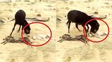 Video: Lừa mẹ điên cuồng giết sói và giày xéo xác để trả thù cho con