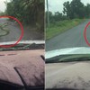 Rắn bất thình lình đánh đu trên đầu ô tô khiến tài xế hú vía