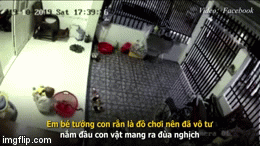 Rùng mình rắn chui vào nhà, bé trai tưởng đồ chơi lôi ra nghịch