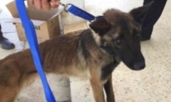 Chó nghiệp vụ Mỹ gửi đến Jordan gầy trơ xương, chết dần vì điều kiện nghèo nàn