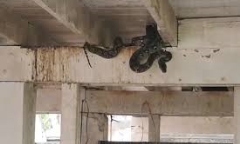 Video: Hoảng hốt khi phát hiện con trăn cuộn mình ẩn náu dưới nền nhà 