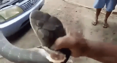 Video: Tóm sống rắn hổ mang dài 1,8m trong khoang động cơ ô tô