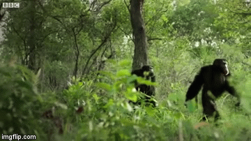 Video: Tinh tinh đầu đàn bị đồng loại hợp sức giết chết để soán ngôi