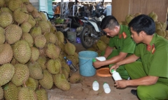 Bắt quả tang hơn 1,2 tấn sầu riêng tẩm hóa chất