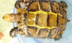 Bắt được rùa vàng, thương lái trả gần 1 tỷ không bán