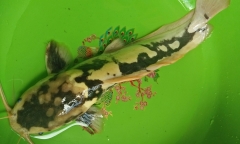 Câu được cá trê 