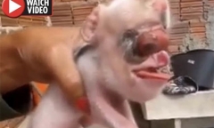 Xôn xao con lợn 