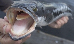 Cá đầu rắn phương Bắc: Loài 