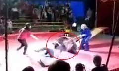 Clip: Kinh hoàng gấu nổi điên tấn công huấn luyện viên khi đang diễn xiếc 