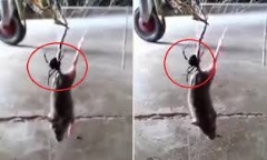 Video: Nhện góa phụ đen kịch độc giăng tơ kết liễu đời chuột