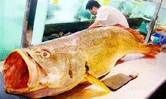 Thương lái Trung Quốc chi 1,5 tỷ mua cặp cá sủ vàng