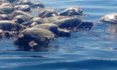 Video: Xót xa hàng trăm con rùa biển Golfinas chết trôi dọc theo bờ biển