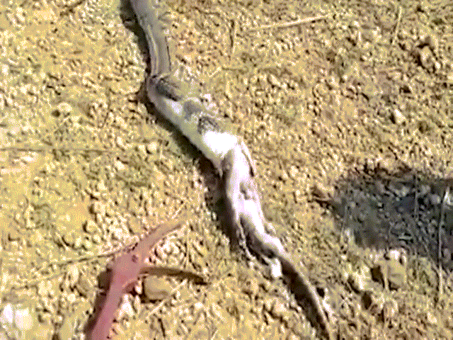 Video: Bị truy đuổi, hổ mang chúa vội vã nôn ra kỳ đà khổng lồ