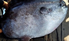 Ngư dân câu được cá Mặt trăng 