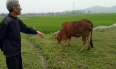 Chăn thả trâu, bò phải đóng phí đồng cỏ: Sẽ xin lỗi và trả lại tiền cho dân