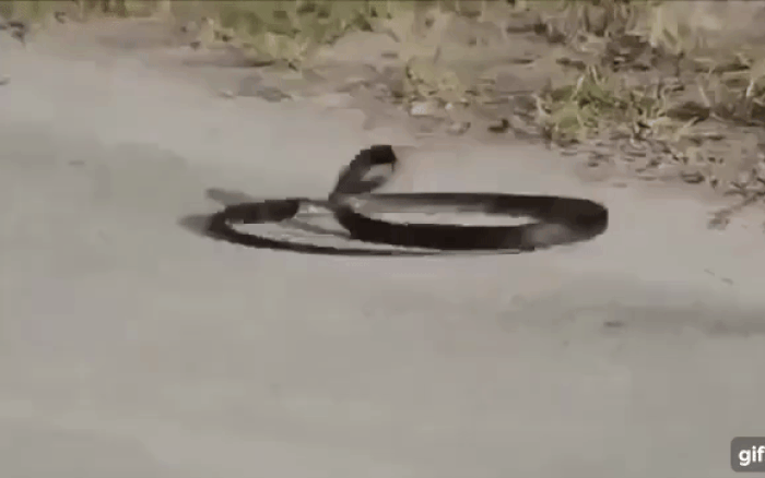 Video: Chim 