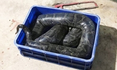 Tin tức thời sự 24h mới nhất ngày 5/11/2018: Nghi vấn nam thanh niên bị trăn siết chết ở Đồng Nai