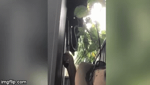 Video: Mèo cưng biến mất, chủ nhà kinh hãi phát hiện trăn khổng lồ ngoe nguẩy trước hiên 