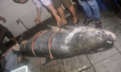 Bắt được cá tra dầu “khổng lồ” nặng 230kg trên sông Mekong