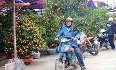 Dịch vụ chở hoa, cây cảnh thu tiền triệu mỗi ngày trong dịp tết