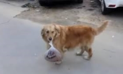 Video: Chú chó thông minh mang giúp chủ nhân 3 kg thịt về nhà