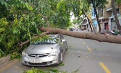 Cây cổ thụ bật gốc đè trúng ô tô trong cơn lốc mạnh ở Sài Gòn