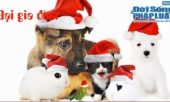 Clip: Cùng thú cưng...làm điệu trong ngày Noel