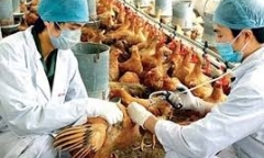 Cảnh báo nguy cơ cúm A/H7N9 xâm nhập từ Trung Quốc vào Việt Nam