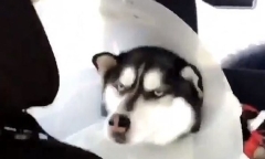 Video: Phì cười với biểu cảm hờn dỗi của chú Husky khi bị bác sỹ 