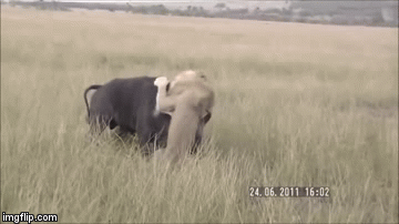 Video: Trâu rừng nổi 